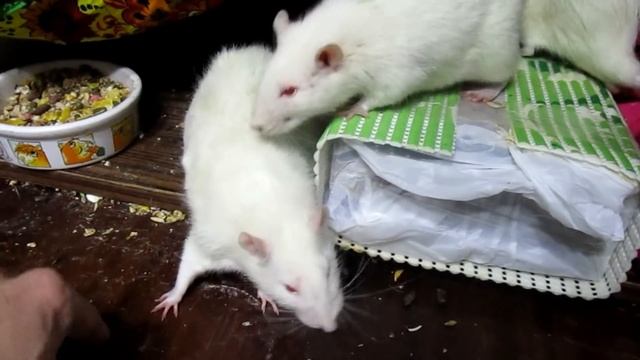 Крысы - вшивые альбиносы. Вистары возвращаются, а Росс? (Fancy Rats | Декоративные Крысы) смотреть онлайн