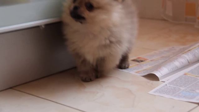 Шпиц померанский "Фунтик" знакомство с квартирой смотреть онлайн