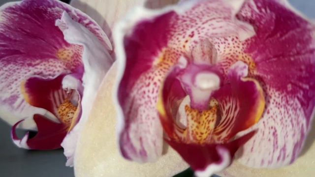 Прелестница Какатау раскрыла цветочки #sonya #Cockatoo