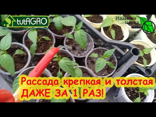 БАБУЛИН БЕСПЛАТНЫЙ СПОСОБ. Рассада была слабая, а станет крепкая, коренастая и очень урожайная!