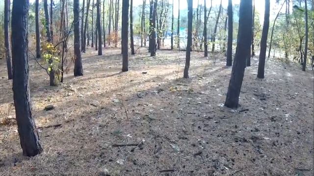 Пушистая серая белка. Кормление белок Парк Танаис Воронеж короткое видео часть 16 смотреть онлайн