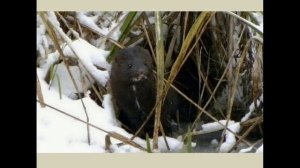 Норка – норный зверек