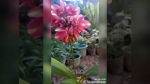 Ornamental flowering plants are for sale in Radawana . විසිතුරු මල් පැල විකිණීමට ඇත . රදාවාන