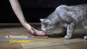 Какой сыр выберет кошка? Вы удивитесь!!!