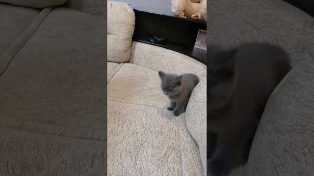 Ну ооооочень игривый котёнок ?