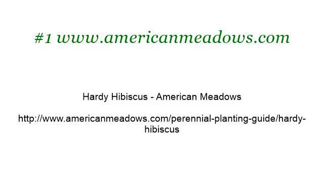 Information On Hardy Hibiscus смотреть онлайн