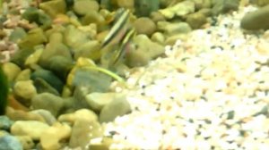 Пельвикахромис Пульхер или попугайчик, выгуливают мальков в общем аквариуме.