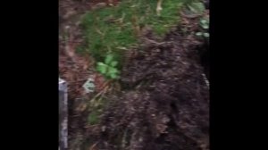 Нашел клад под деревом