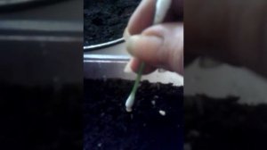 семена перца Халапеньо