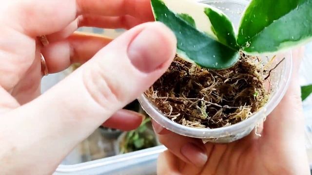 комнатные растения//фикусы после каникул//обзор тепличек смотреть онлайн