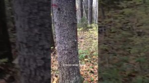 Выписали лес и поехали с лесниками на делянку