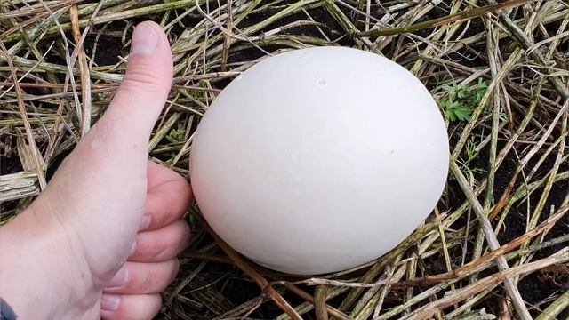 Гигантские грибы.