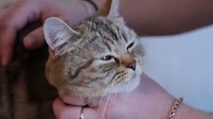 Сухой гипоаллергенный корм для кошек BRIT Care