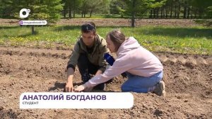 День кедра. Кто и зачем сеет семена корейской сосны в Приморье?