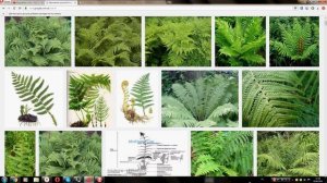 Щитовник мужской (мужской папоротник, щитовник) Dryopteris male