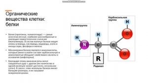 8-10 класс Химический состав клетки Органические вещества клетки: углеводы, липиды, белки