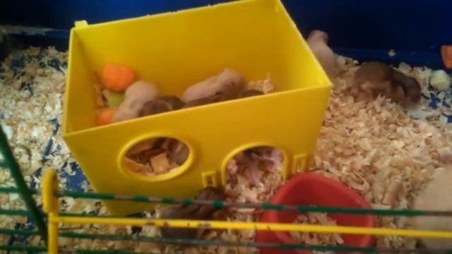 Новорожденные хомячки