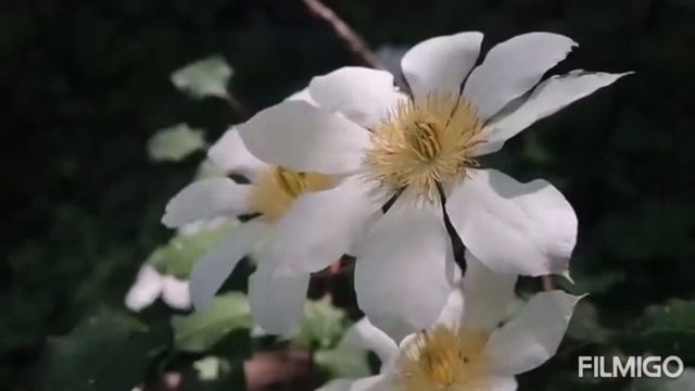 💞Любимые песни💞/ "Бессовестно счастливая" исп. Катерина Голицына