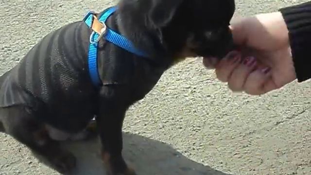 Малый брабансон смотреть онлайн