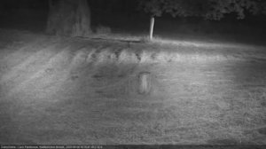 олень молодой,олниха и оленята