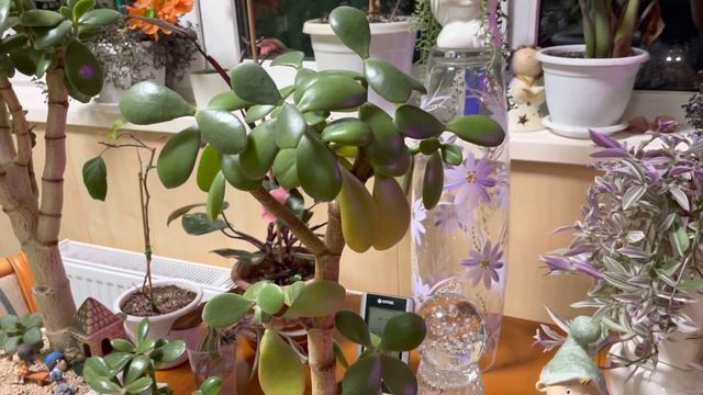 Джунгли в квартире. Самое актуальное растение в кризис!) смотреть онлайн