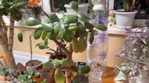 Джунгли в квартире. Самое актуальное растение в кризис!)