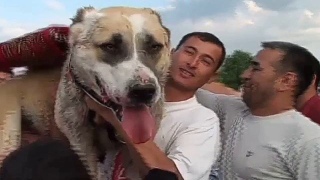 от Души для Души в Душу Туркменский Алабай. Turkmen alabay. смотреть онлайн