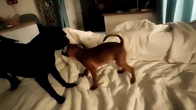 пти брабансон. Урсула и Теона.игрульки. #griffon #гриффон #гриффоны #атакаГриффонов