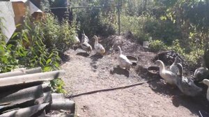 Голубой фаворит, башкирская и пекинская утка в 4  и 2,5 месяца