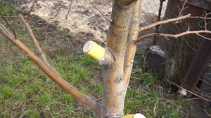 Прививка деревьев черенком