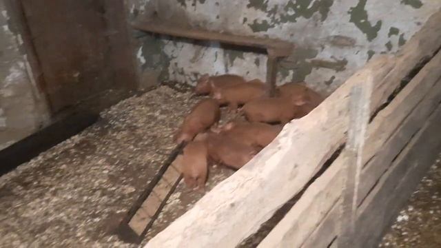 дюрок и кантор. продажа смотреть онлайн