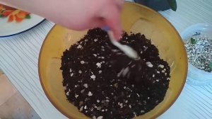 Гастерия всё об уходе от посева до пересадки