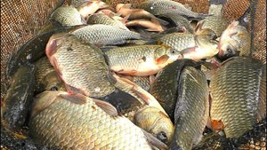 ЭТО НЕ РЫБАЛКА, А ЖОР КАКОЙ-ТО. Ловля крупного карася. Поплавок крупным планом.