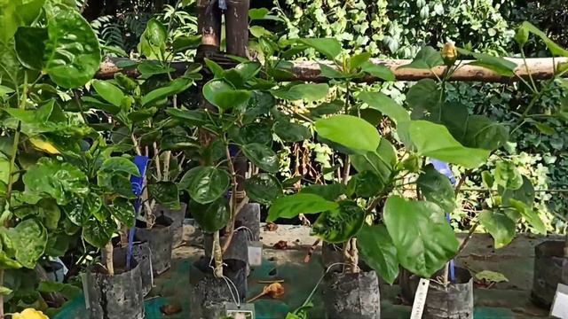 ONLY 10 DAYS DHAMAKA Offer Up to 40% OFF on Tropical Hibiscus TAIWAN NEW ID #hibiscus #flowers смотреть онлайн