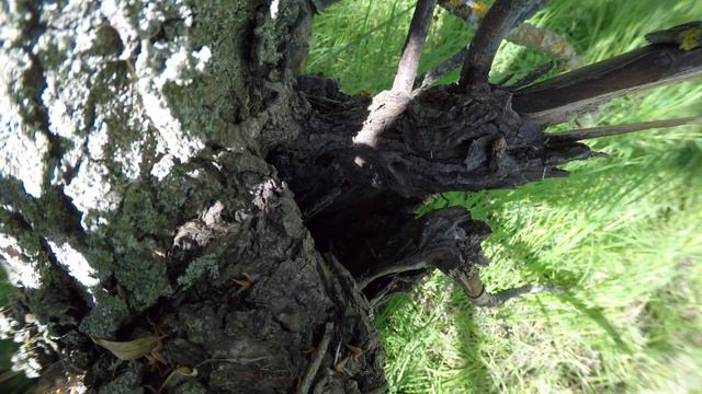 Вертишейка 170617 1 ГРЭС 26июня 20 смотреть онлайн