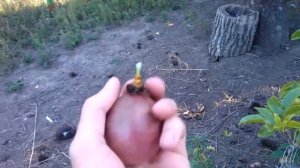 Начали созревать плоды на пассифлоре съедобной, сорт Роланд.