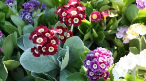 Английские примулы   от семян до цветения