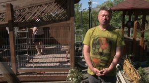 Дом для четвероногого друга: выбираем вальер для питомцев