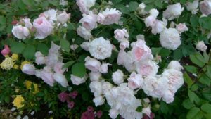 Розочка для новичков))!!! Моден блаш.