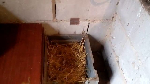 Организация гнезд для уток. смотреть онлайн