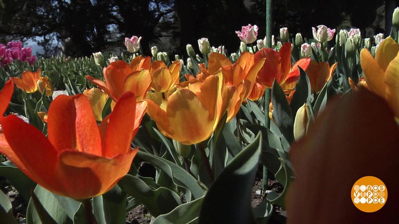 Парад тюльпанов в Крыму. Доброе утро. Фрагмент выпуска от 11.04.2019