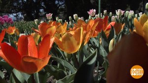 Парад тюльпанов в Крыму. Доброе утро. Фрагмент выпуска от 11.04.2019