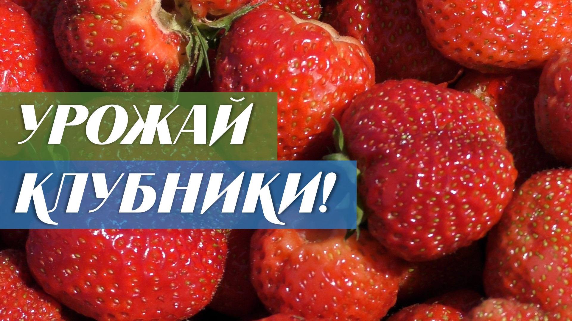 Сбор урожая клубники в июне смотреть онлайн