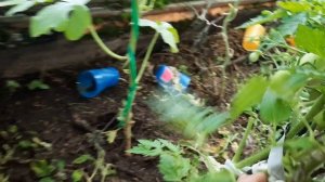 Томат Одесская сливка, шикарная завязываемость. Облеплен плодами. Обзор по сортам на 29.07.21