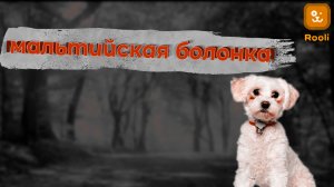 Мальтийская болонка: Маленькая собачка с огромным характером