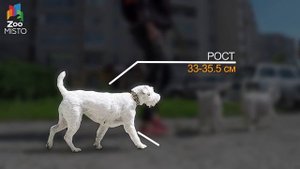 Парсон Рассел Терьер - яркий представитель норных собак.