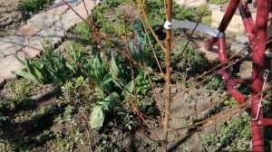 Уход за персиком для повышения урожая: опрыскивание медом