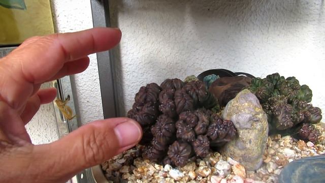 I'm struggling to edit and upload videos | Growing Succulents with LizK смотреть онлайн