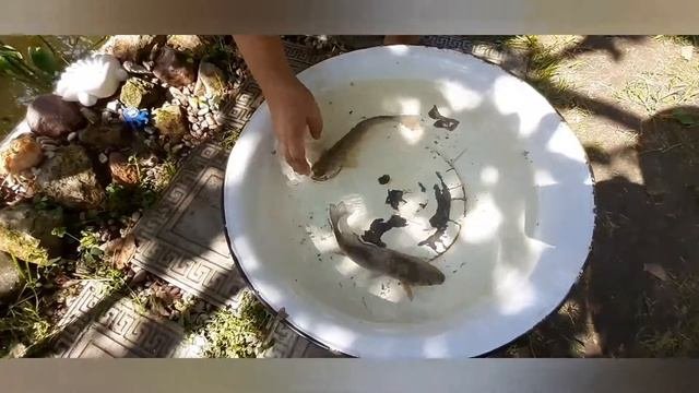 Запускаем карасей