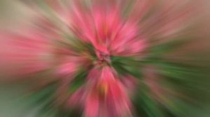 ДИАСЦИЯ (DIASCIA)